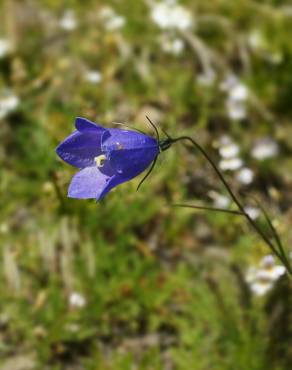 Fotografia 6 da espécie Campanula scheuchzeri no Jardim Botânico UTAD