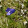 Fotografia 6 da espécie Campanula scheuchzeri do Jardim Botânico UTAD