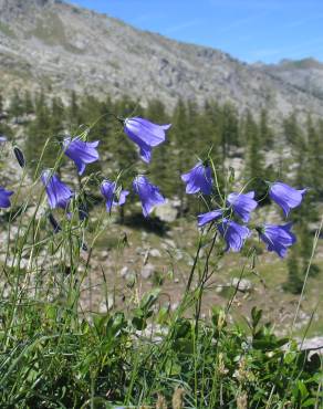 Fotografia 7 da espécie Campanula scheuchzeri no Jardim Botânico UTAD