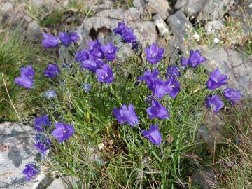 Fotografia da espécie Campanula scheuchzeri