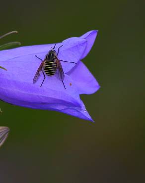 Fotografia 9 da espécie Campanula scheuchzeri no Jardim Botânico UTAD