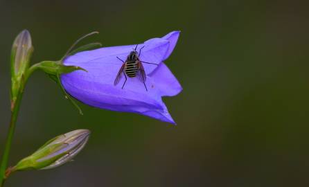 Fotografia da espécie Campanula scheuchzeri