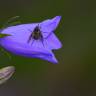 Fotografia 9 da espécie Campanula scheuchzeri do Jardim Botânico UTAD