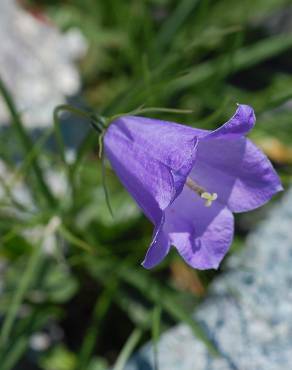 Fotografia 10 da espécie Campanula scheuchzeri no Jardim Botânico UTAD