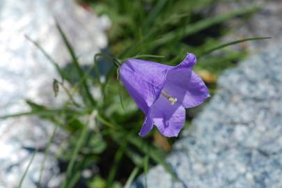 Fotografia da espécie Campanula scheuchzeri