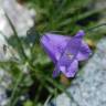 Fotografia 10 da espécie Campanula scheuchzeri do Jardim Botânico UTAD