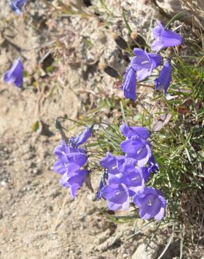 Fotografia 11 da espécie Campanula scheuchzeri no Jardim Botânico UTAD