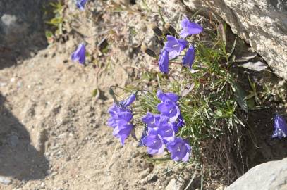 Fotografia da espécie Campanula scheuchzeri