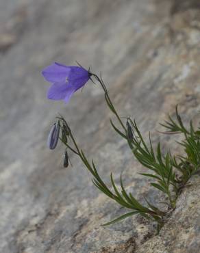 Fotografia 12 da espécie Campanula scheuchzeri no Jardim Botânico UTAD