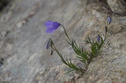 Fotografia da espécie Campanula scheuchzeri