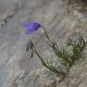 Fotografia 12 da espécie Campanula scheuchzeri do Jardim Botânico UTAD