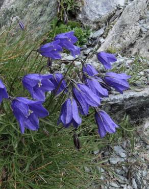 Fotografia 13 da espécie Campanula scheuchzeri no Jardim Botânico UTAD