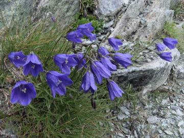 Fotografia da espécie Campanula scheuchzeri