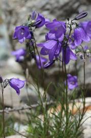 Fotografia da espécie Campanula scheuchzeri