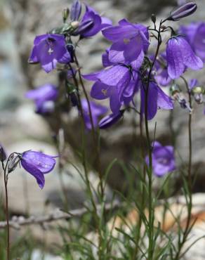 Fotografia 14 da espécie Campanula scheuchzeri no Jardim Botânico UTAD