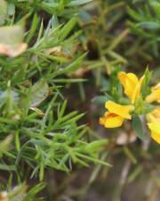 Fotografia da espécie Genista hystrix