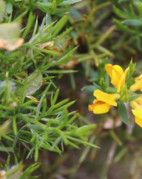 Fotografia 1 da espécie Genista hystrix subesp. legionensis no Jardim Botânico UTAD