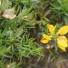 Fotografia 1 da espécie Genista hystrix subesp. legionensis do Jardim Botânico UTAD