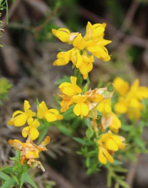 Fotografia 3 da espécie Genista hystrix subesp. legionensis no Jardim Botânico UTAD