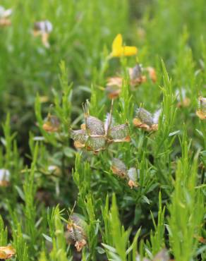 Fotografia 5 da espécie Genista hystrix subesp. legionensis no Jardim Botânico UTAD