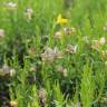 Fotografia 5 da espécie Genista hystrix subesp. legionensis do Jardim Botânico UTAD