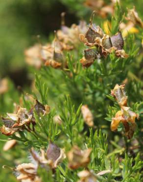 Fotografia 6 da espécie Genista hystrix subesp. legionensis no Jardim Botânico UTAD