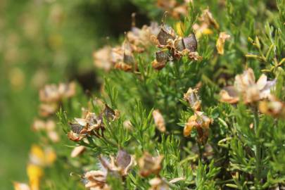 Fotografia da espécie Genista hystrix subesp. legionensis