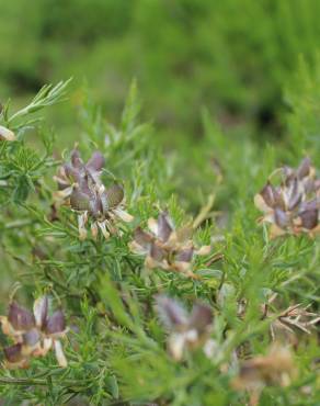 Fotografia 7 da espécie Genista hystrix subesp. legionensis no Jardim Botânico UTAD