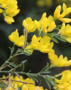 Fotografia 11 da espécie Genista florida no Jardim Botânico UTAD