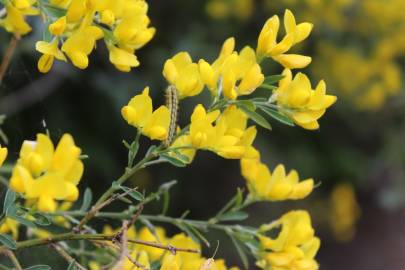 Fotografia da espécie Genista florida