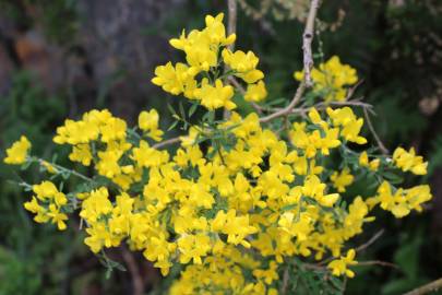 Fotografia da espécie Genista florida