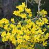 Fotografia 12 da espécie Genista florida do Jardim Botânico UTAD