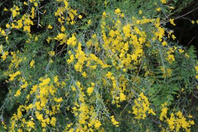 Fotografia da espécie Genista florida