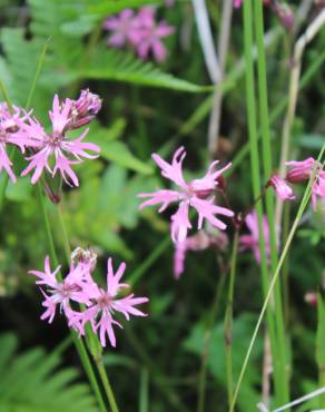 Fotografia 16 da espécie Silene flos-cuculi subesp. flos-cuculi no Jardim Botânico UTAD