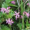 Fotografia 16 da espécie Silene flos-cuculi subesp. flos-cuculi do Jardim Botânico UTAD