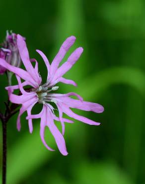 Fotografia 17 da espécie Silene flos-cuculi subesp. flos-cuculi no Jardim Botânico UTAD