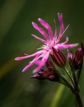 Fotografia 18 da espécie Silene flos-cuculi subesp. flos-cuculi no Jardim Botânico UTAD