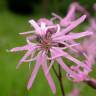 Fotografia 19 da espécie Silene flos-cuculi subesp. flos-cuculi do Jardim Botânico UTAD