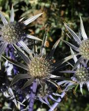 Fotografia da espécie Eryngium bourgatii