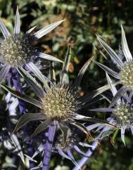 Eryngium bourgatii