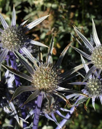 Fotografia de capa Eryngium bourgatii - do Jardim Botânico