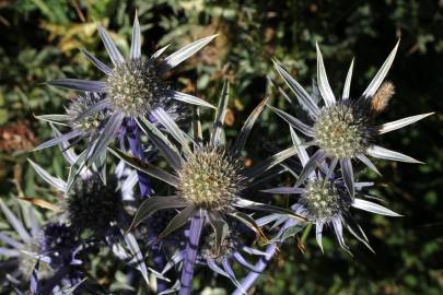 Fotografia da espécie Eryngium bourgatii