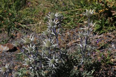 Fotografia da espécie Eryngium bourgatii