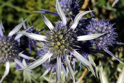 Fotografia da espécie Eryngium bourgatii