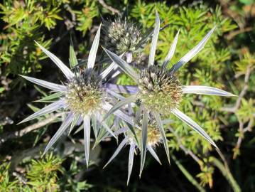 Fotografia da espécie Eryngium bourgatii