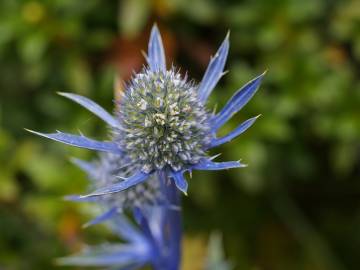 Fotografia da espécie Eryngium bourgatii