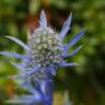 Fotografia 5 da espécie Eryngium bourgatii do Jardim Botânico UTAD