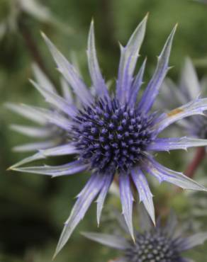 Fotografia 6 da espécie Eryngium bourgatii no Jardim Botânico UTAD