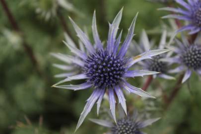 Fotografia da espécie Eryngium bourgatii