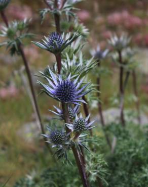 Fotografia 7 da espécie Eryngium bourgatii no Jardim Botânico UTAD